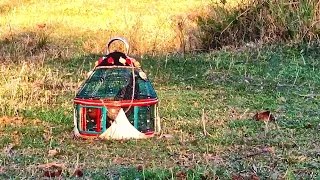 kala teetar ki awaz black francolin voice competition with wild black pheasants kalateetar