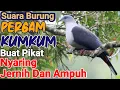 Download Lagu Suara Pikat Burung Pergam || Suara Burung Kumkum || Nyaring Jernih Dan Ampuh