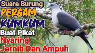 Download 🔴 Suara Pikat Burung Pergam || Suara Burung Kumkum || Nyaring Jernih Dan Ampuh MP3