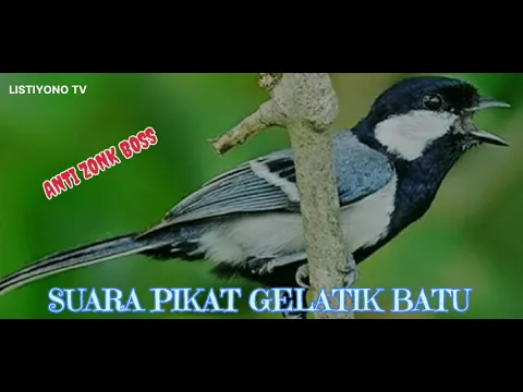 Download MP3 SUARA PIKAT BURUNG GELATIK BATU ANDALAN PIKAT MANIA !! ANTI ZONK