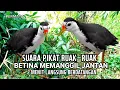 Download Lagu SUARA PIKAT RUAK-RUAK BETINA MEMANGGIL JANTAN SUPER AMPUH TERBAIK 2025