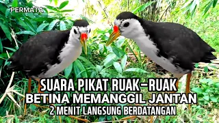 suara pikat ruak ruak betina memanggil jantan super ampuh terbaik 2025