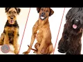 Top 10 Guard Dog Breeds That Don t Shed