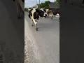 Download Lagu I wanted to plant on the horns #cows #farm #withme
