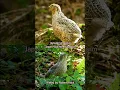 Download Lagu PUYUJEPANG - Coturnix japonica - suara jantan spesies liar - Japan-Wachtel Wildform, Ruf Schlagen
