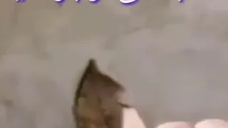مسلسل الهيبة الجزء الثالث الحلقة  مسلسل الهيبة الجزء الثالث الحلقة