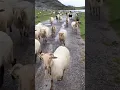 Download Lagu Sheep Sound 🐑 | SHEEP #shorts