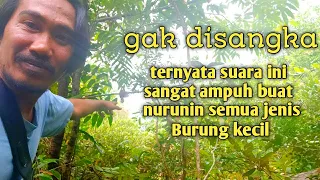 Download suara pikat burung paling ampuh untuk atasi burung kecil yang susah turun saat dipikat. MP3