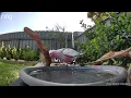 Australian Bird Bath Cam | 25/2/26 | magpie lark | galah | lorikeets | crazy  action | corellas