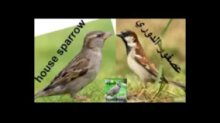 اقوى وافضل صوت عصفور دوري للصيد مجرب سارع للمشاهدة لن تندم على مشاهدته 