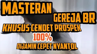 masteran suara burung gereja br cocok untuk cendet muda berbakat