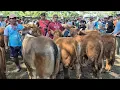 Download Lagu 12.800🔥JANTAN BAKALAN HARGA MURAH | Pasar Sapi Kerek