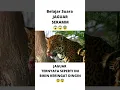 Download Lagu Belajar Suara Hewan Jaguar | Wihhh Bikin Panik