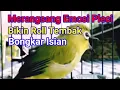 Lagu Merangsang Emosi Burung, Bikin Pleci Roll Tembak Bongkar Isian, Terapi Pleci Nembak