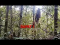 Download Lagu MEMIKAT CILILIN DIALAM LIAR