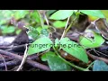 Alt-J - Hunger Of The Pine Lyrics