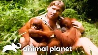 Steve Irwin Gets Cozy with Cuddly Creatures | The Crocodile Hunter | Animal Planet