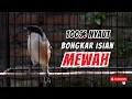 Lagu Pancingan Cendet Susah Bunyi Dijamin Langsung Nyaut Dan Ikut Gacor