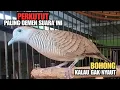 Download Lagu Perkutut Lokal Gacor Cepat Bunyi - Pancingan Ampuh Bikin Perkutut Kamu Gacor Terus! Zebra Dove Z007