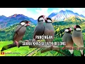 Download Lagu SUARA PIKAT BURUNG GELATIK BELONG MEMANGGIL ROMBONGAN || PANCINGAN GELITK LIAR.