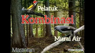 masteran rapat murai air vs platuk