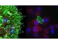 Download Lagu Killer T Cell: The Cancer Assassin