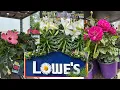 LOWES BEST NEW PLANTS-ARRIVALS FOR HOW TO MAKE YOUR GARDEN BEAUTIFUL