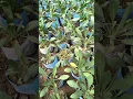 Gaillardia Flower Multi Color Varieties
