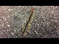 Download Lagu Japanese centipede, mukade