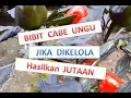 Pembuatan Bibit Cabe Ungu Sangat Menguntungkan Jika Dikelola