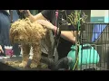 Local animal rescue helps save 18 dogs from horrendous conditions