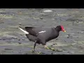 Download Lagu SUARA BURUNG MANDAR ( PELAN ),  MORHEN BIRD....NGEKREK...