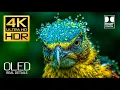 Download Lagu The Best one: Amazing Dolby Vision HDR 4K 60 FPS (4K Video)