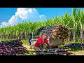 TIMELAPSE -- CEO Girl Harvest 1000+ Sugarcane, Use 3-Wheeled Vehicle Transport, Go to Market Sell