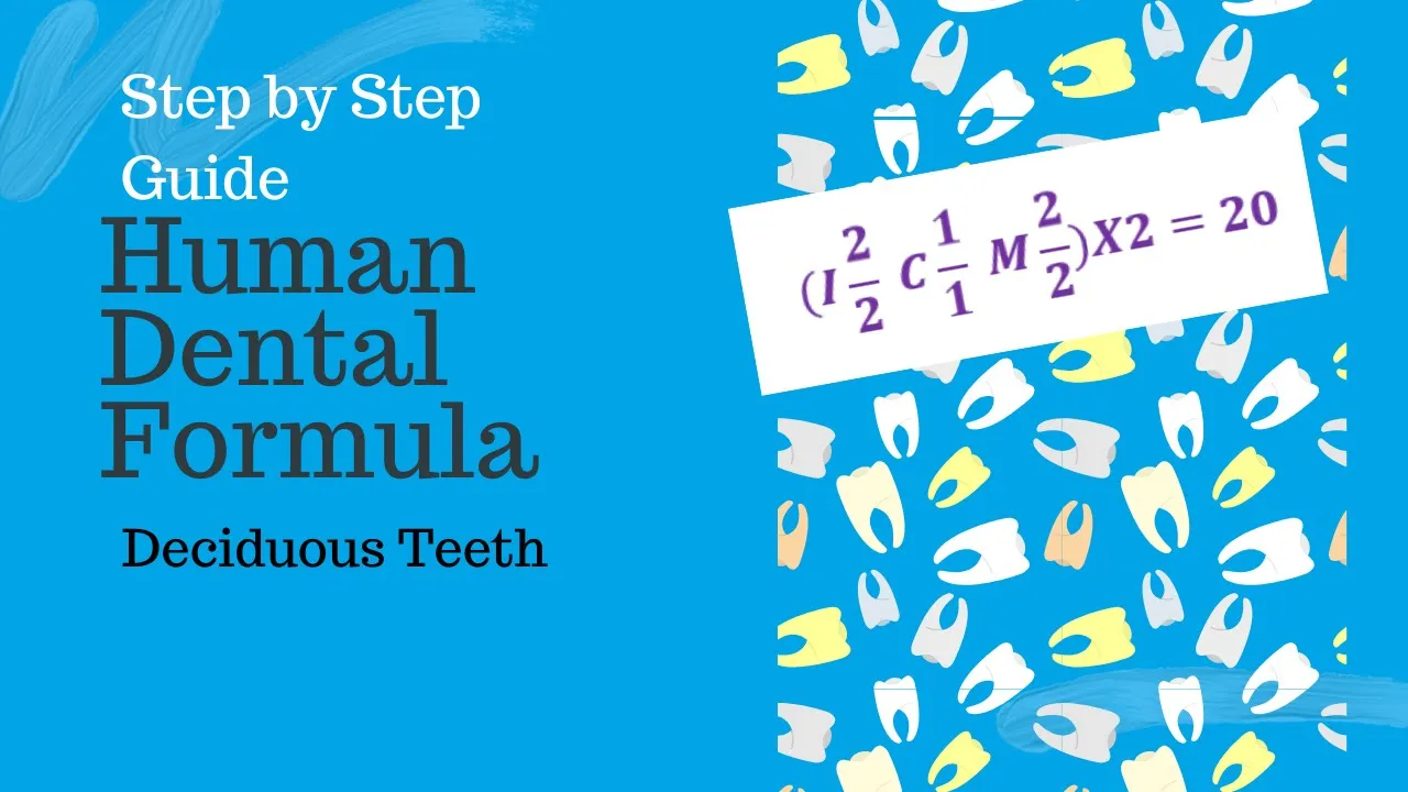 Human Dental Formula Deciduous Dentition | Dental Formula