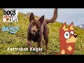 Dogs 101 with Bluey S1 E7 Australian Kelpie with Rusty