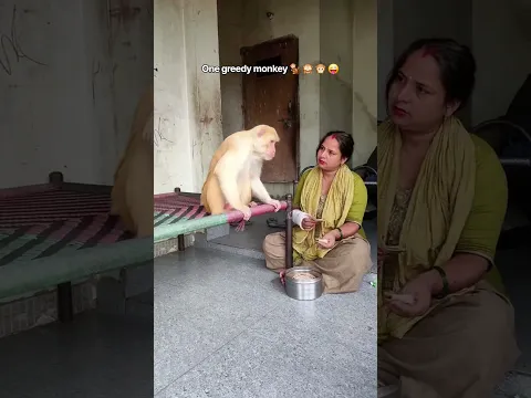 #Monkey #Hungry & #Angry #Funny #Monkeys #MonkeyVideo