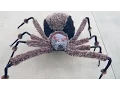 Lagu Crazy Giant Spider Prank!
