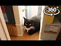 Maxwell The Cat 360 - IN YOUR HOUSE