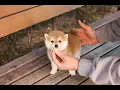 Download Lagu Perfect shiba inu here 💕 l Korea teacup puppies