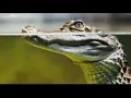 Lake Marion and it s alligators