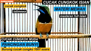 Download Cucak cungkok gacor istimewa full isian materi kapas tembak \u0026 gereja tarung tembakan istimewa MP3