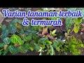 Download Lagu beragam tanaman murah sudah ready lagi, segera dikepoin bosku 🤓