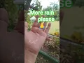 Lagu more rain 🌧please because very hot 🥵#rain