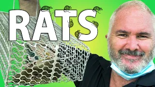 How to get rid of rats on a boat – Sailing & sailboat maintenance Ep 249