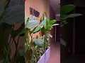 Ruby Massage Foot Body