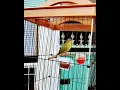 Download Lagu Burung Pleci Dakun Pacitan