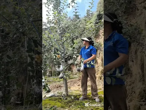 Bending branches for higher fruit yields #farmingtips #gardeningtips