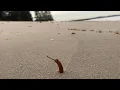Mangrove propagule