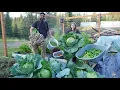 Download Lagu Enorme tuinoogst in Alaska | Onze beste oogst tot nu toe!